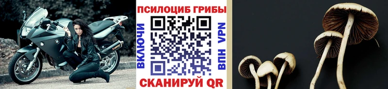 Псилоцибиновые грибы MAGIC MUSHROOMS  Купить где  Гурьевск 